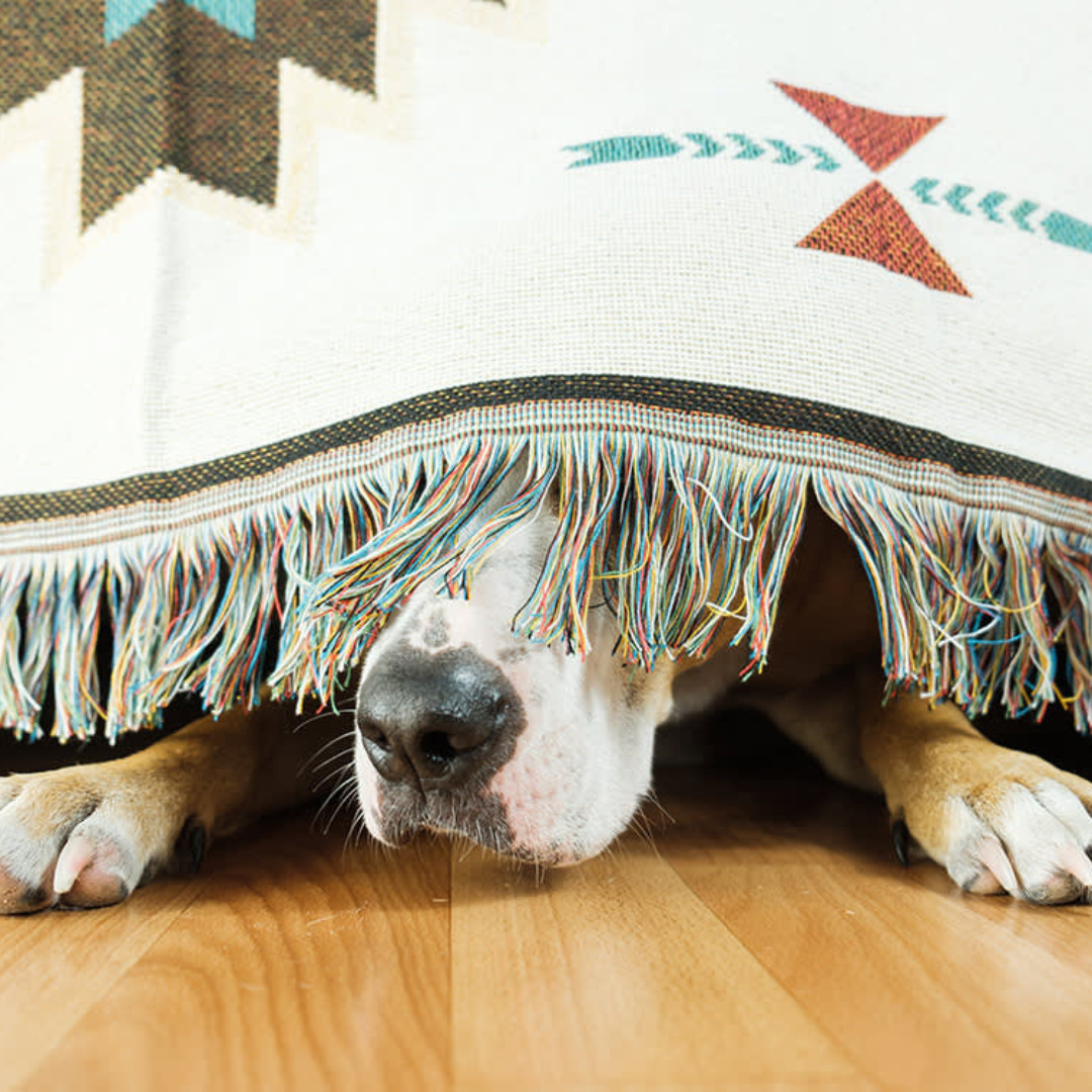 Angst beim Hund – Ursachen, Symptome & Auslöser verstehen
