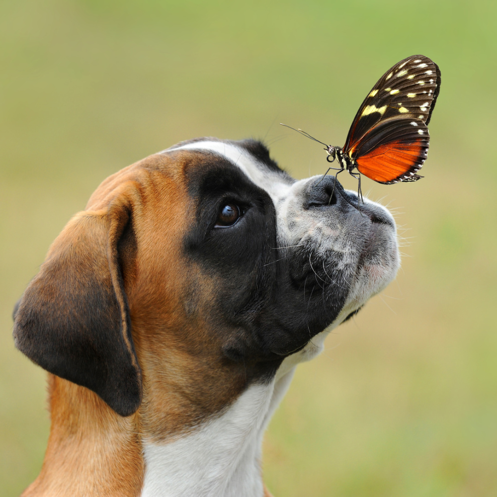 🧘‍♂️ Ruhe bewahren – Wie TJURE Relax Liquid deinem Hund bei Stress & Nervosität hilft