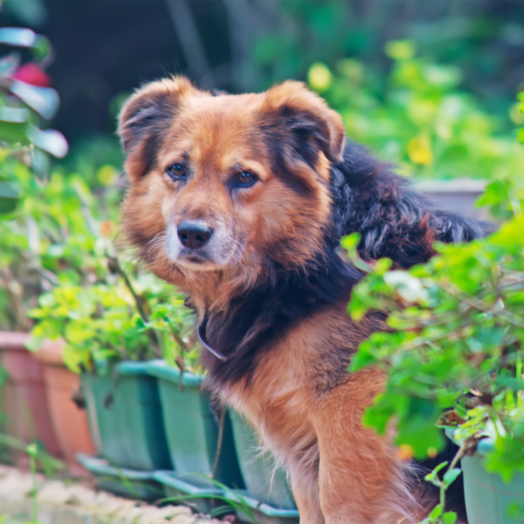 Riesenbärenklau - Was tun nach Berührung? Ein Leitfaden für Hundebesitzer