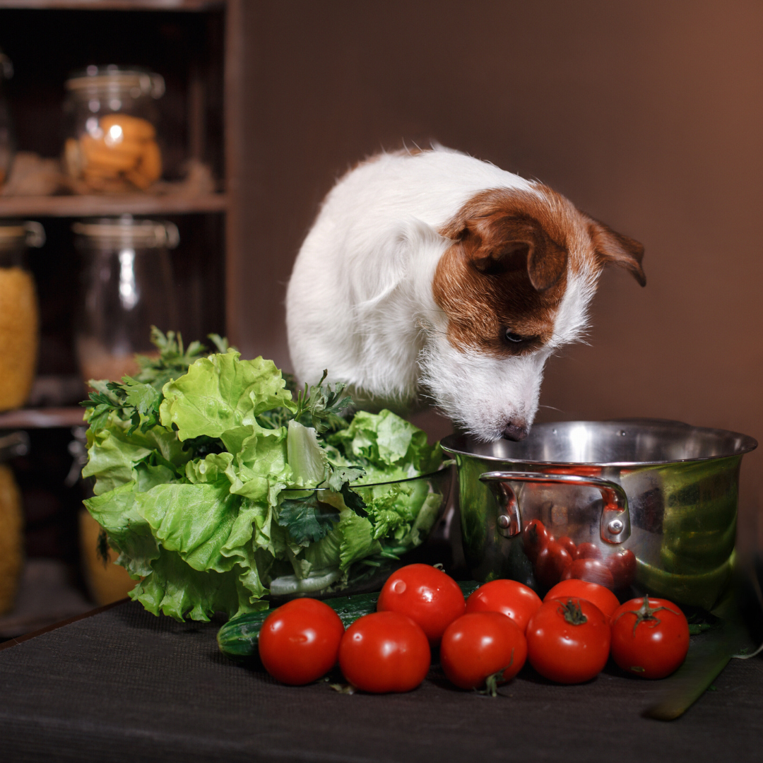 Tomaten und Hunde: Ein Leitfaden für Hundebesitzer