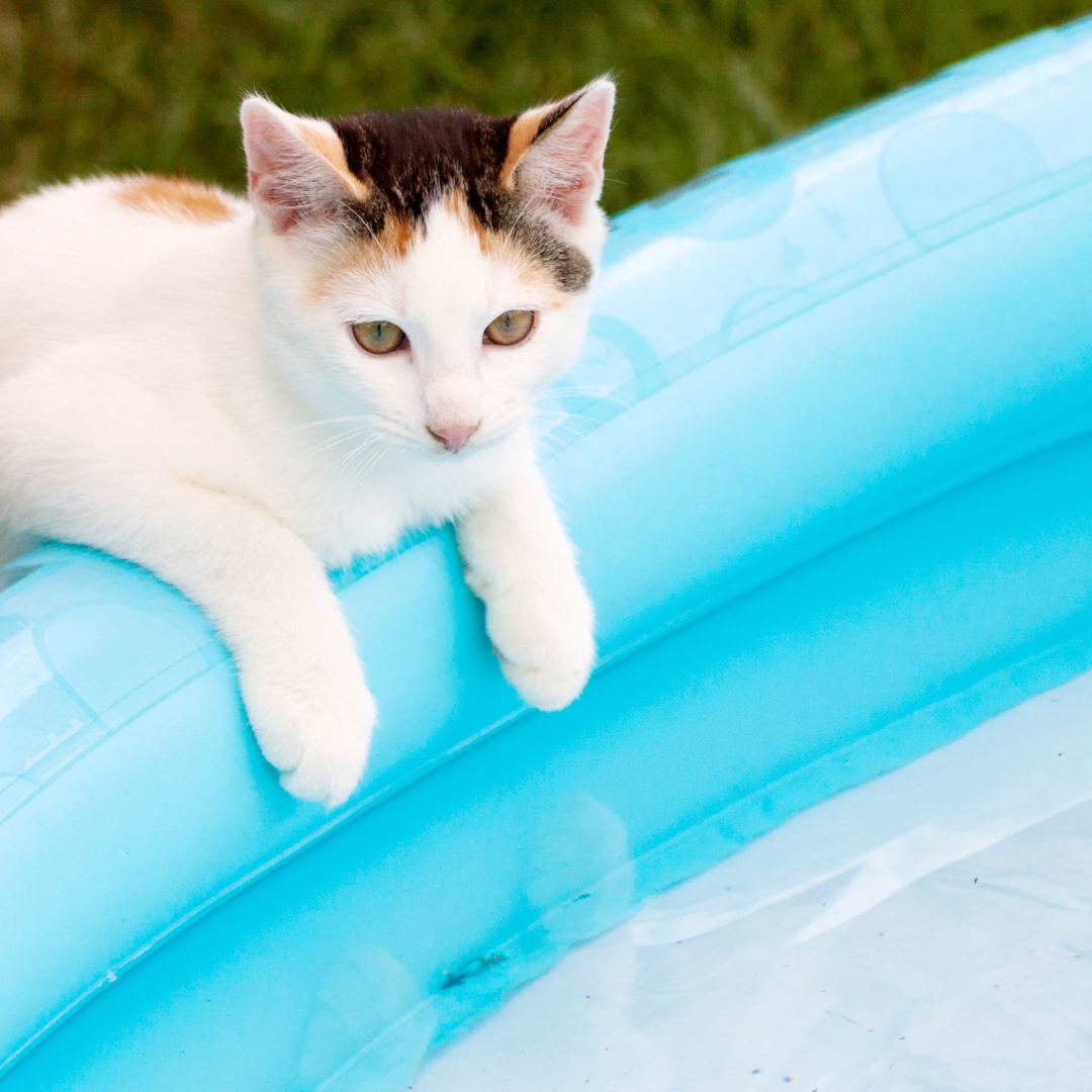 Sommer mit deiner Katze: Tipps zur Kühlung