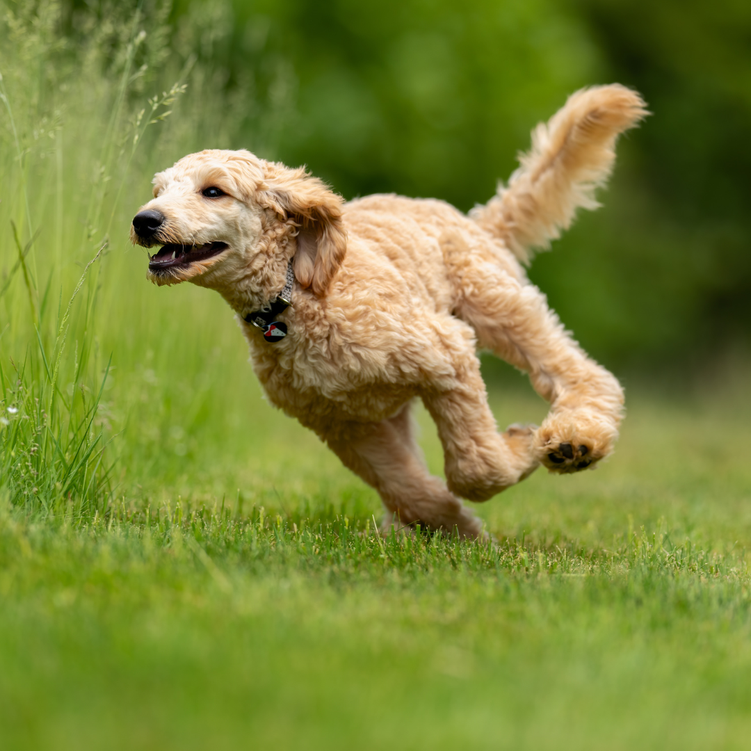 Zoomies: Wenn Hunde und Katzen Vollgas geben