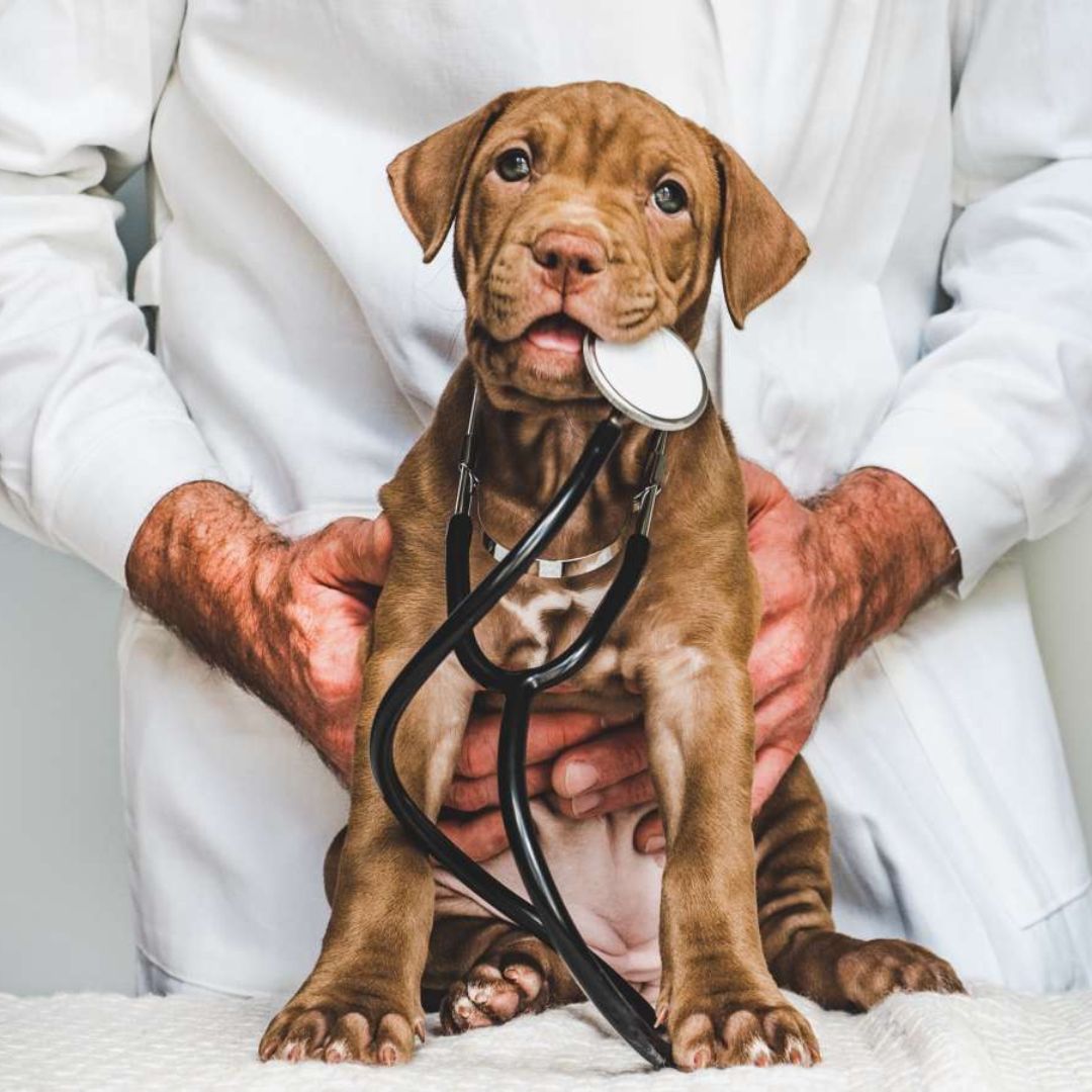 Verdauungsprobleme bei Hunden