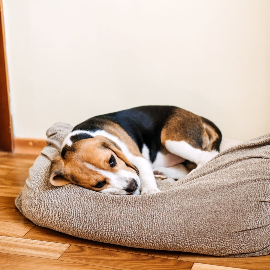 Magen-Darm beim Hund: Unterstützung durch leicht verdauliche Smoothies und Nahrungsergänzungen