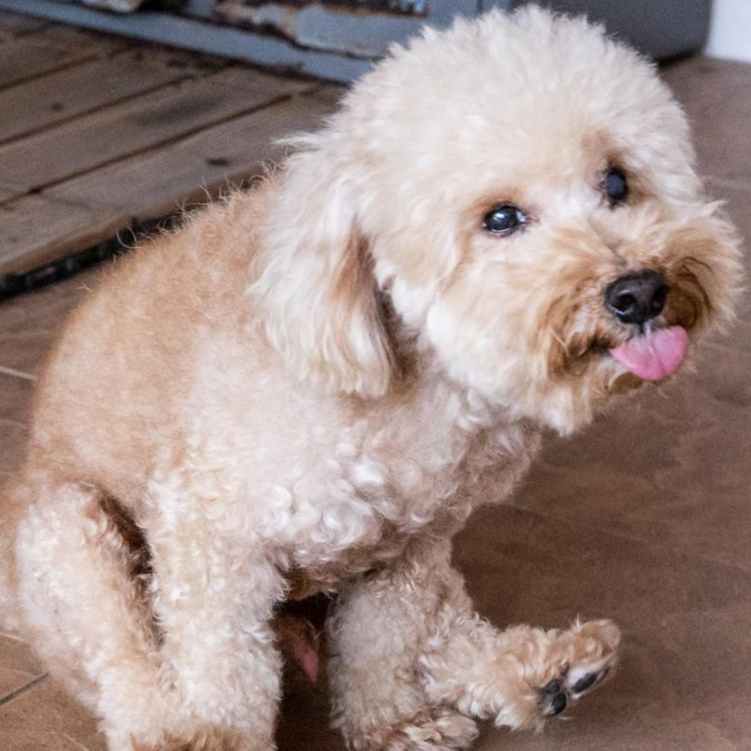 Analdrüsenprobleme beim Hund erkennen