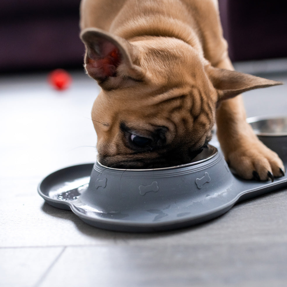 Analdrüsen beim Hund: Ernährung mit Ergänzungsmitteln
