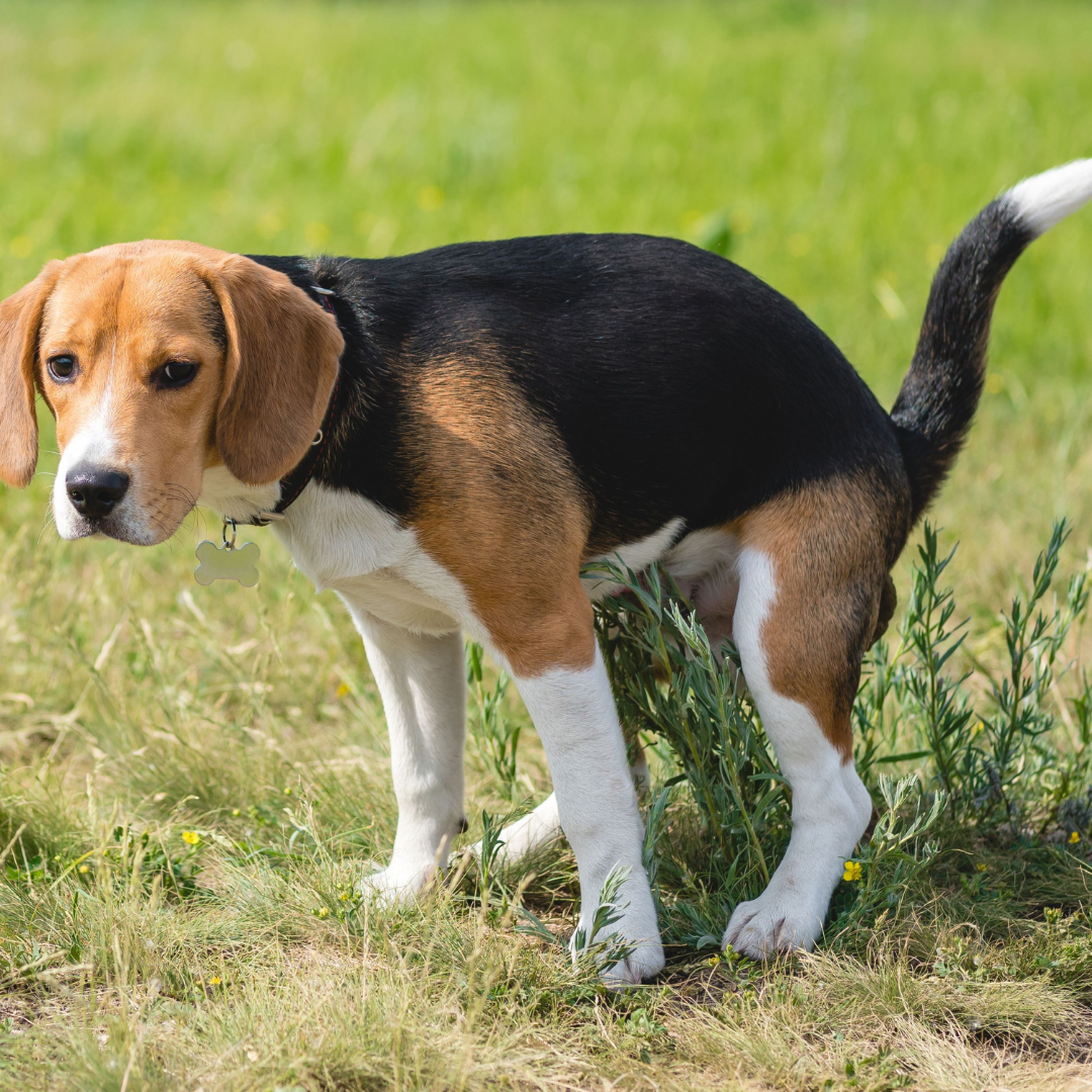 Darmgesundheit beim Hund – warum ein gesunder Darm so wichtig ist