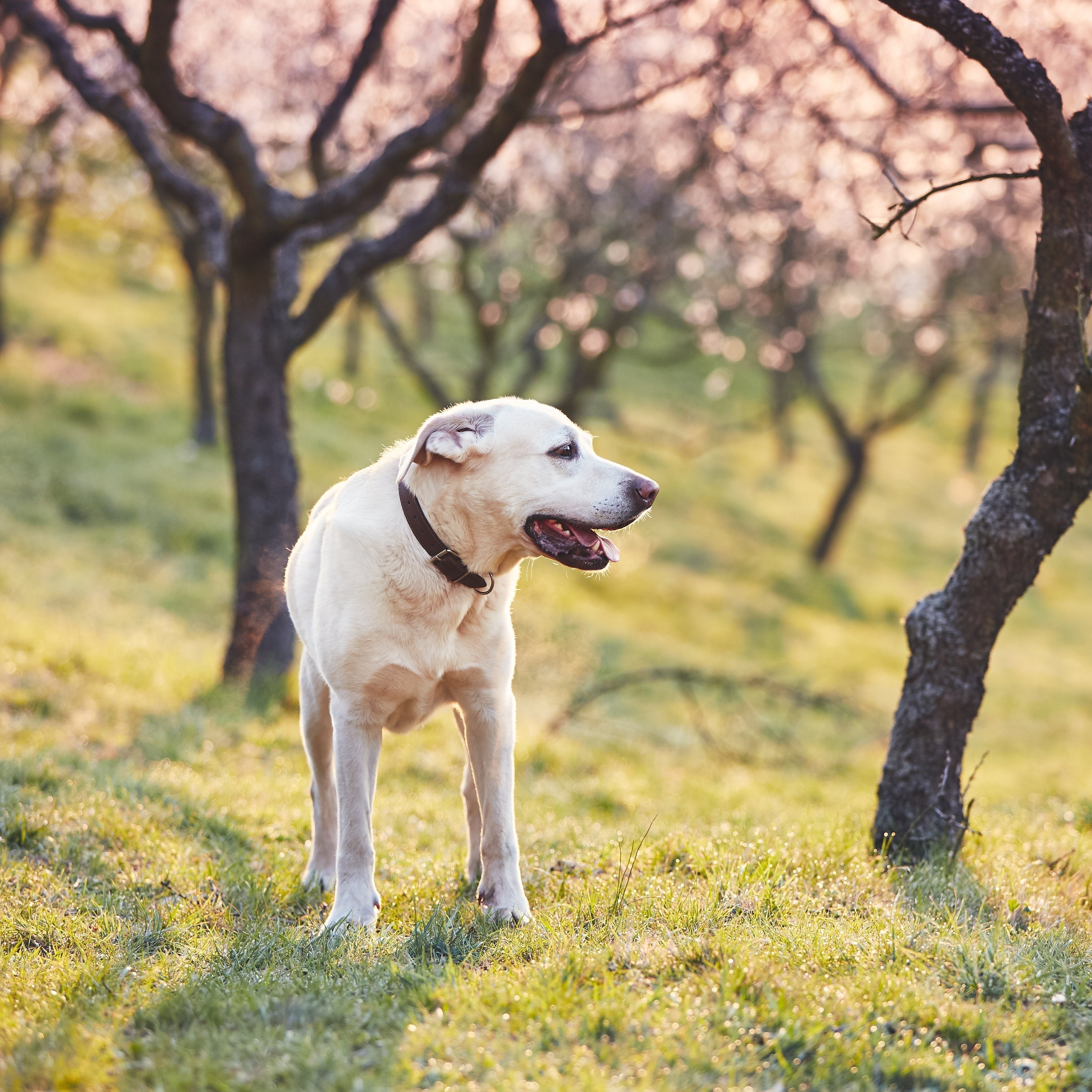 Botulismus beim Hund: Unsichtbare Gefahr durch Gülle