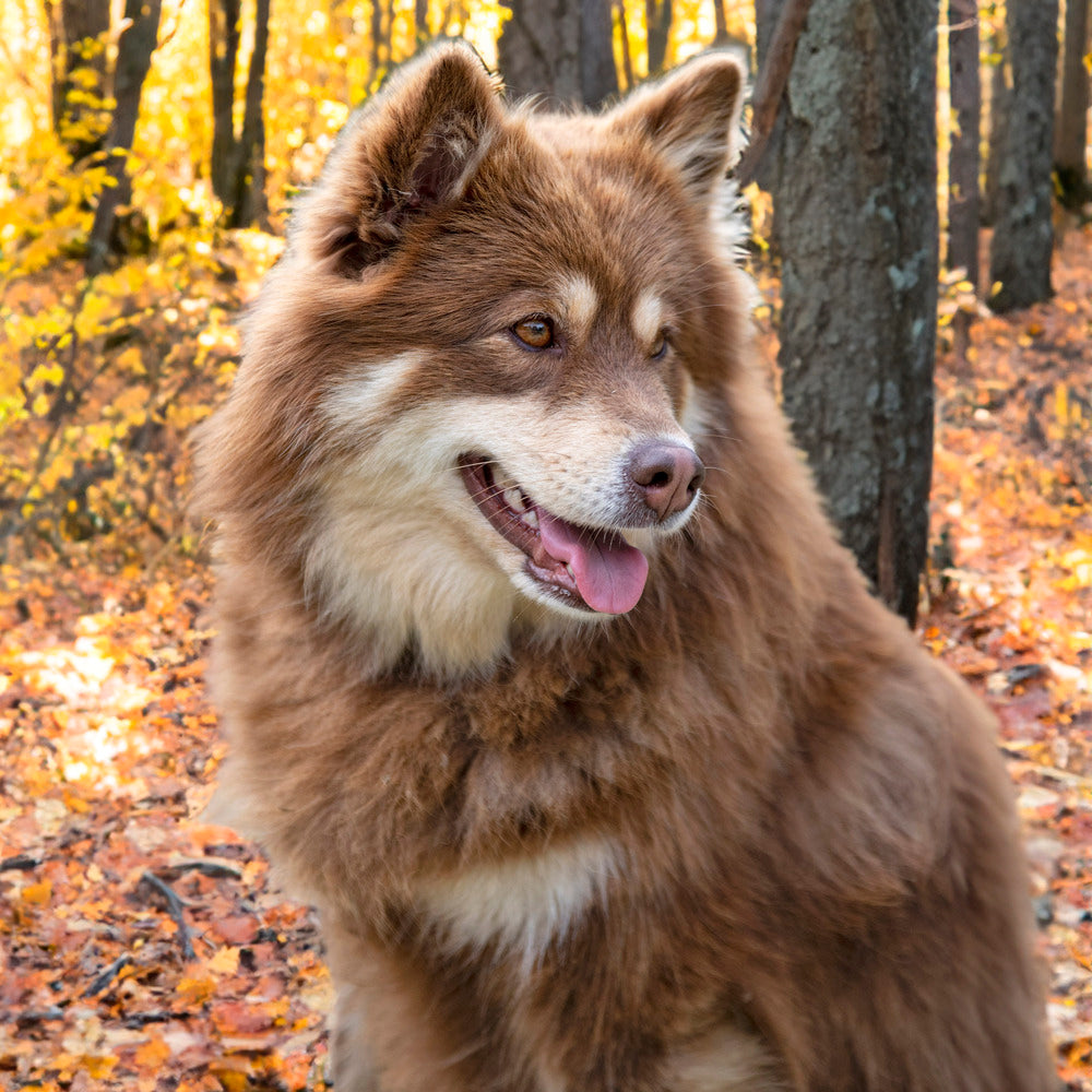 Fellwechsel beim Hund: Tipps für die Übergangszeit
