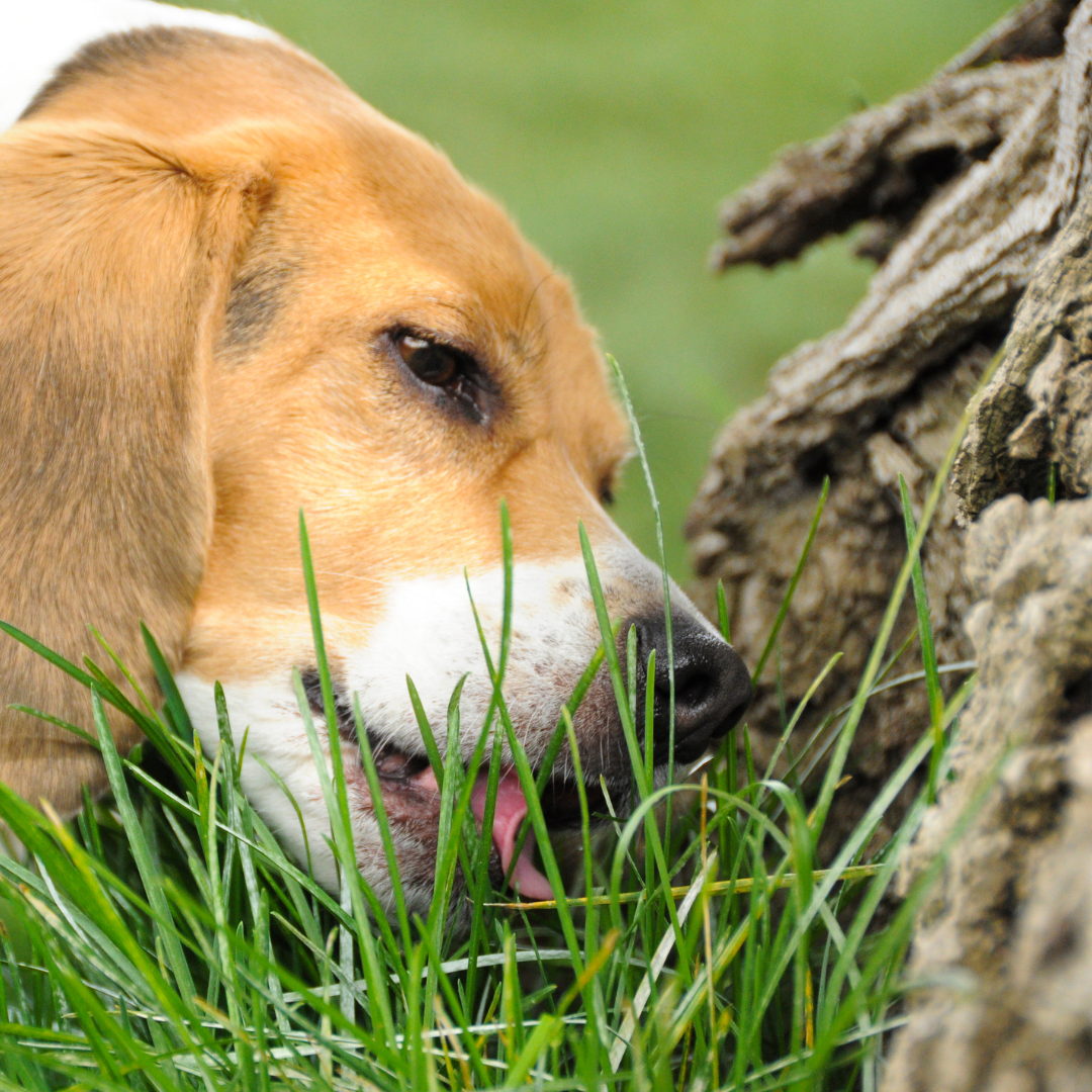 Warum frisst mein Hund Gras? – Ursachen, Bedeutung & wann du handeln solltest