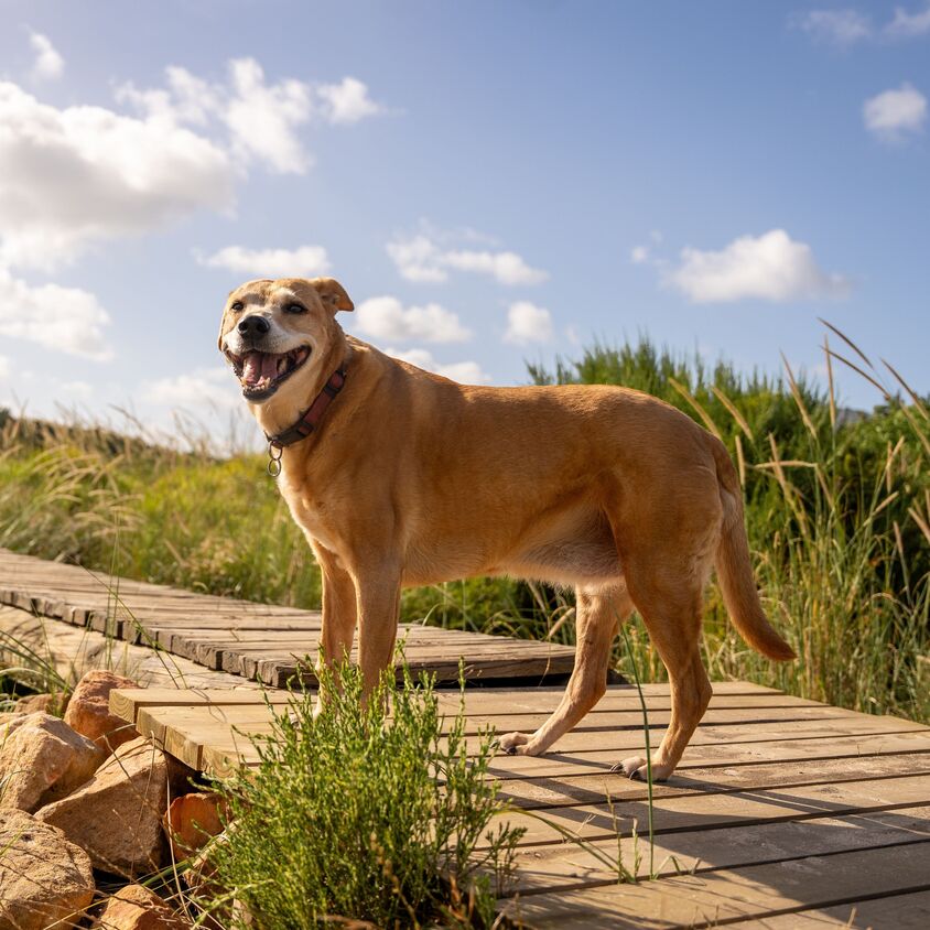 Deinen Hund abkühlen im Sommer mit gefrorenen Snacks