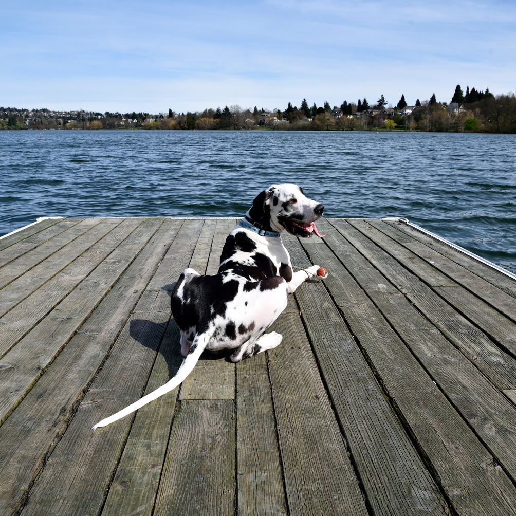 Dehydrierung beim Hund: Mit Smoothies durch den Sommer