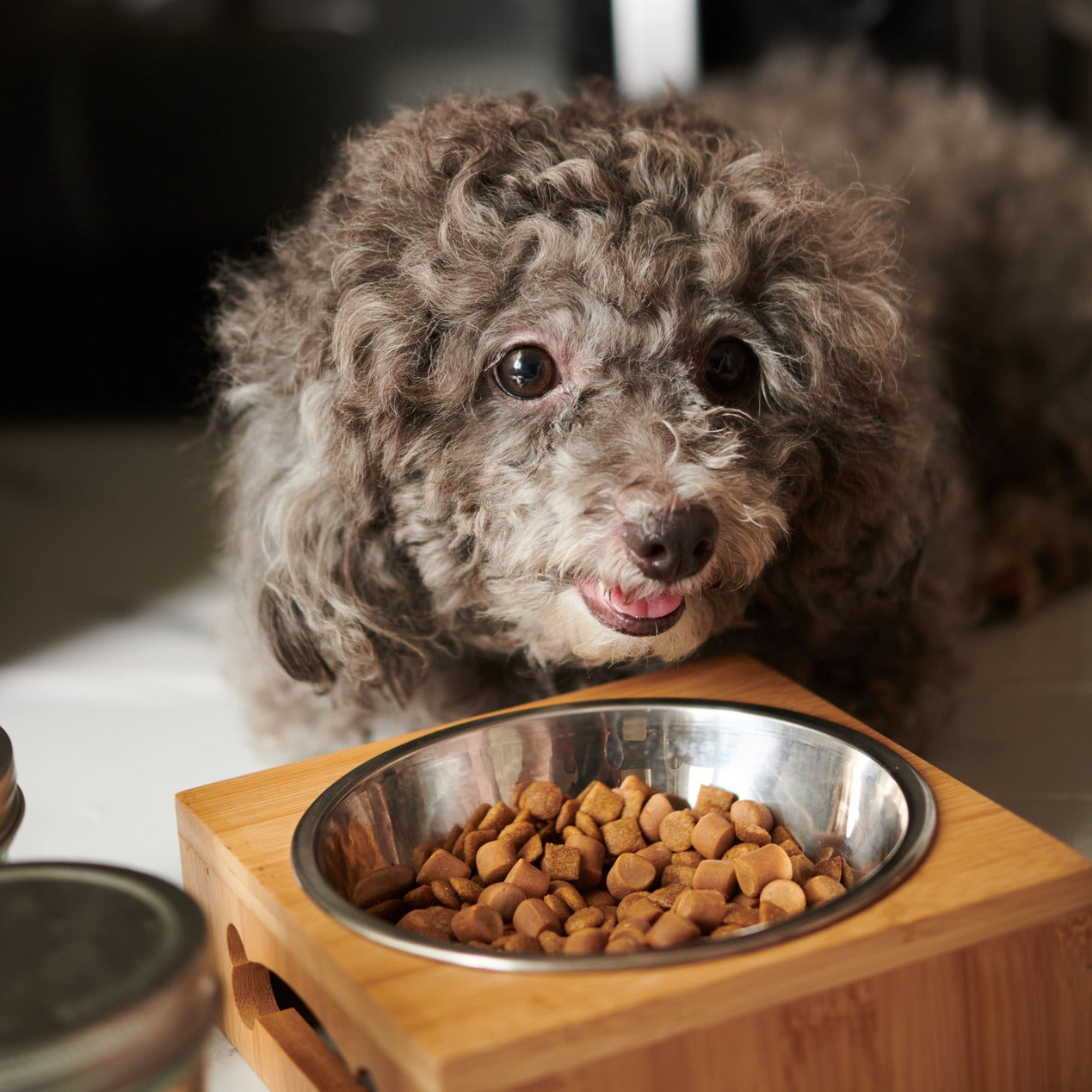 Individuelle Ernährung bei Hunden: Wie TJURE-Produkte flexibel eingesetzt werden können