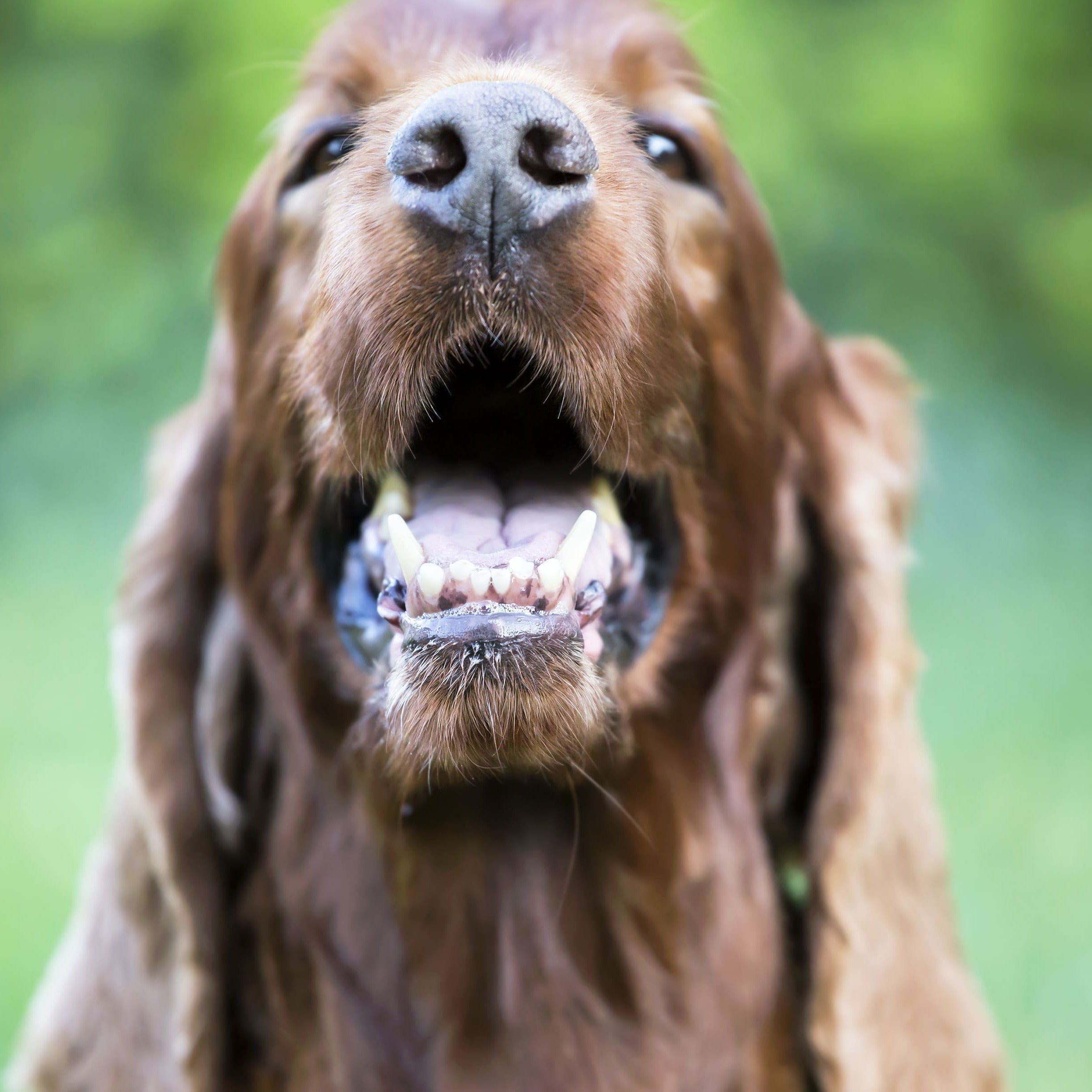 Entzündungen im Maul bei Hunden: Ursachen, Symptome und Behandlung