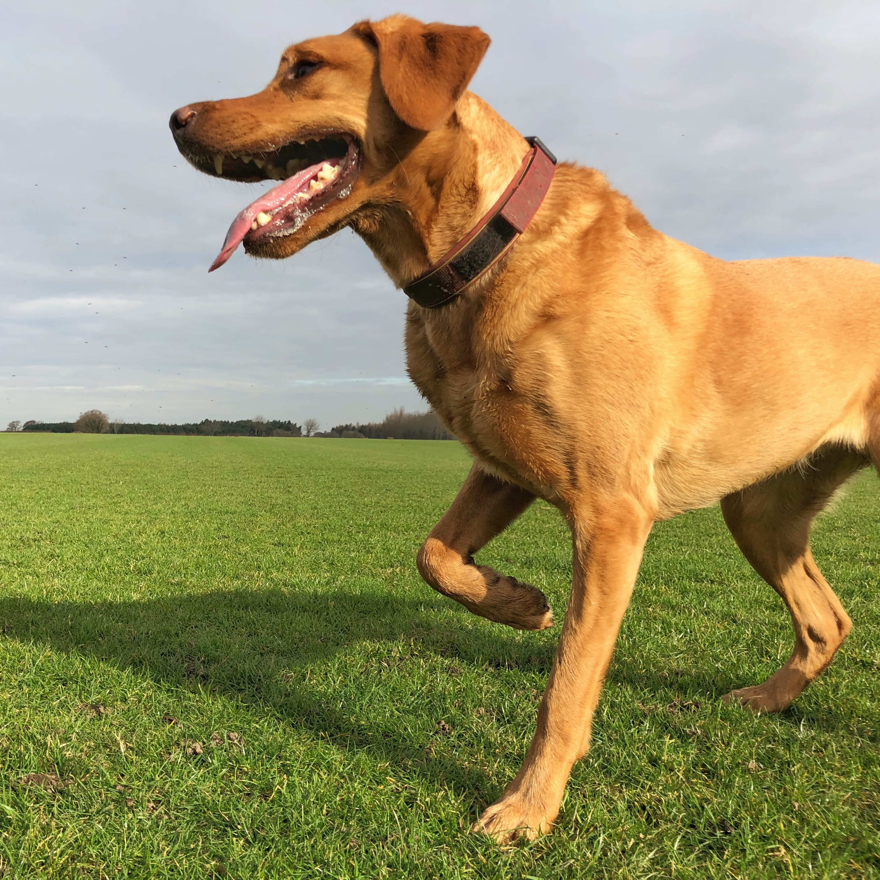Arthrose beim Hund: Ursachen, Symptome und Tipps