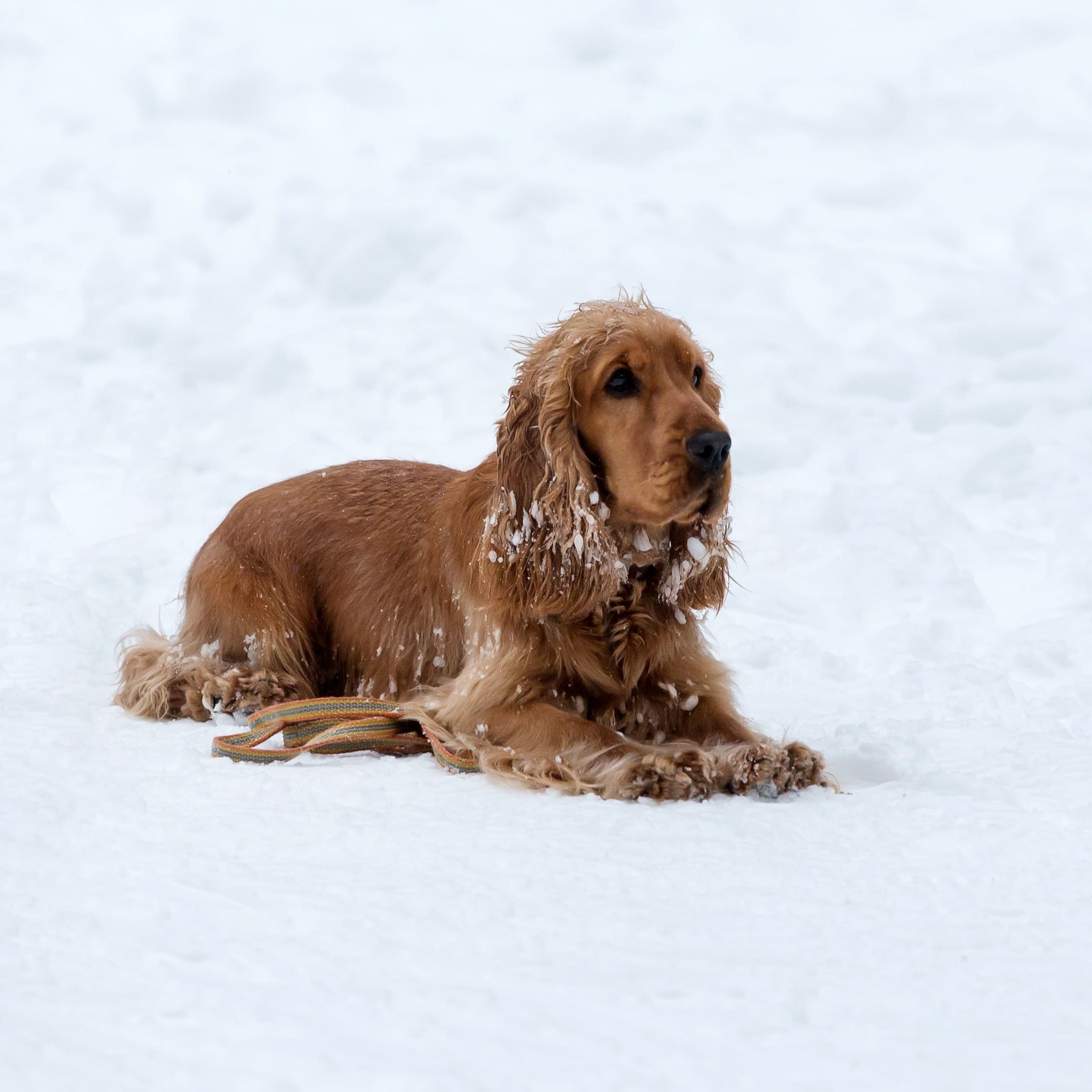 Haut- und Fellpflege im Winter: So bleibt dein Hund wohlauf und gepflegt