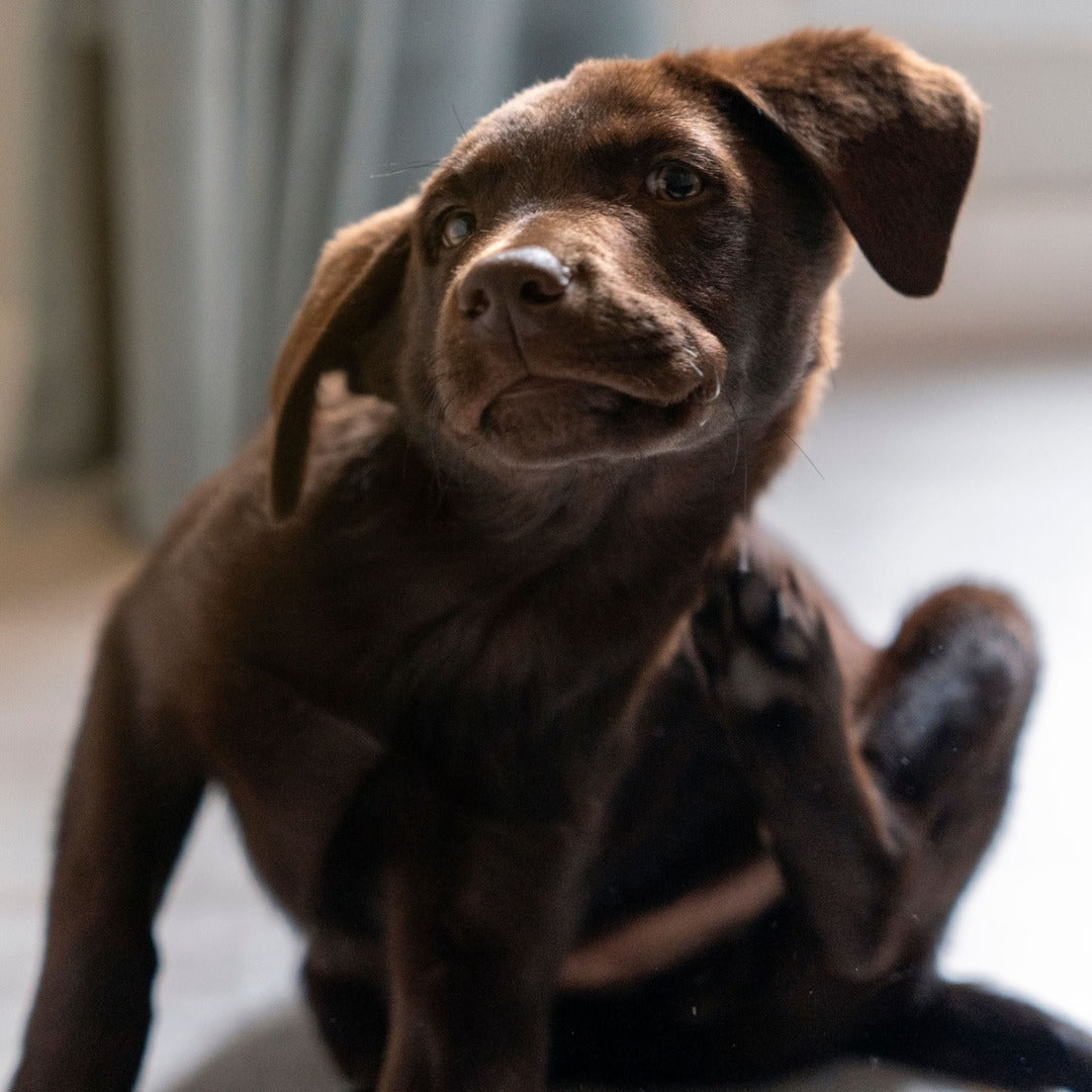 Juckreiz bei Hunden: Ursachen, Hilfe und wie Futter unterstützen kann