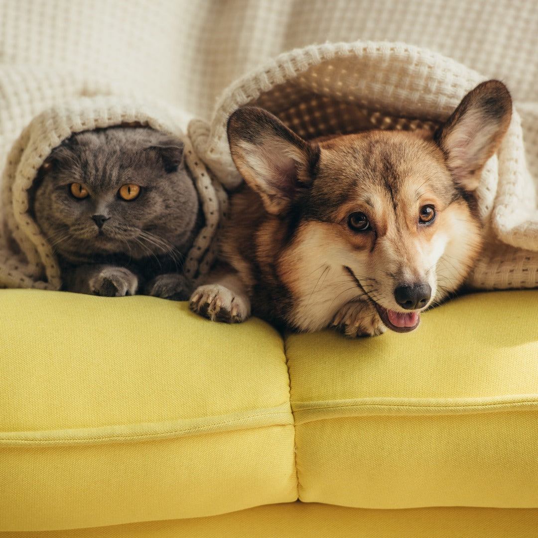 Immunsystem von Hund und Katze: Herausforderung im Winter