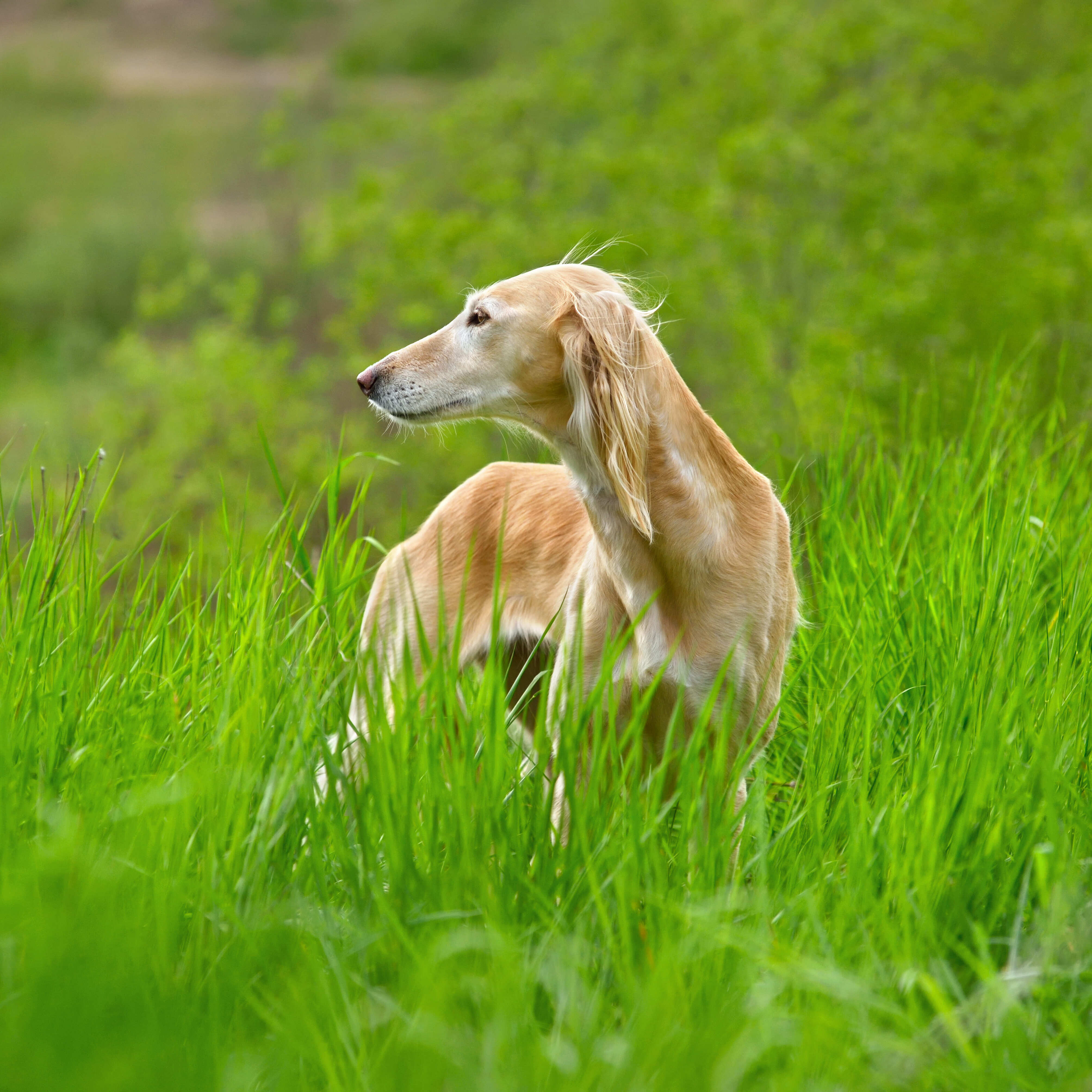 Läufigkeit bei Hunden: Was du wissen solltest und wie du helfen kannst