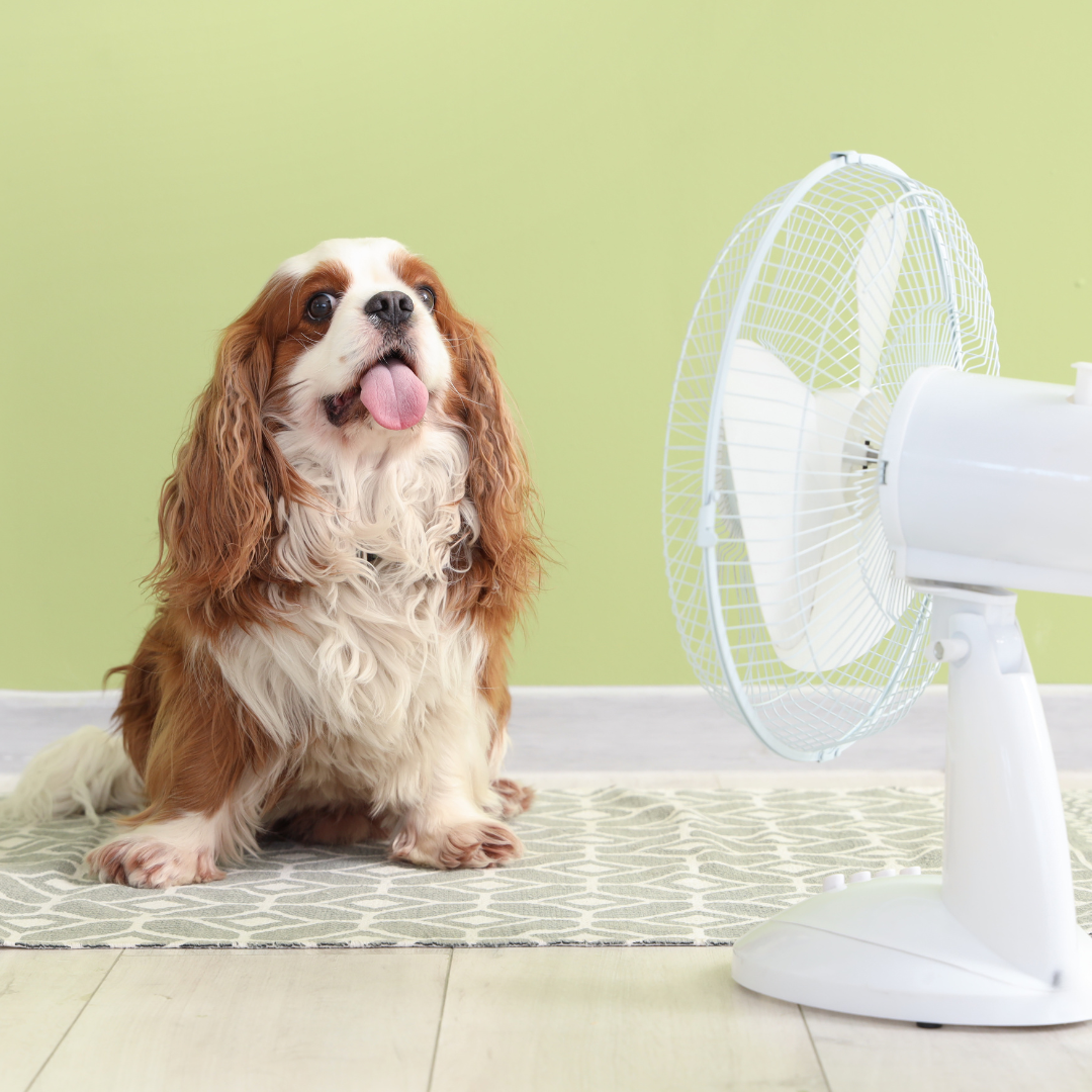Hund im Sommer: So schützt du deinen Vierbeiner vor Hitze