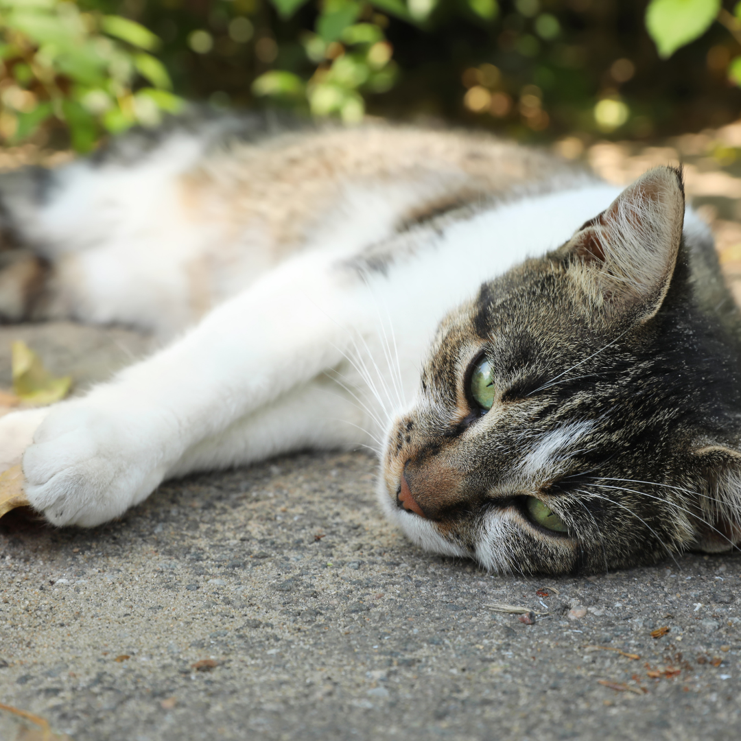 Katze im Sommer: Die besten Tipps für heiße Tage