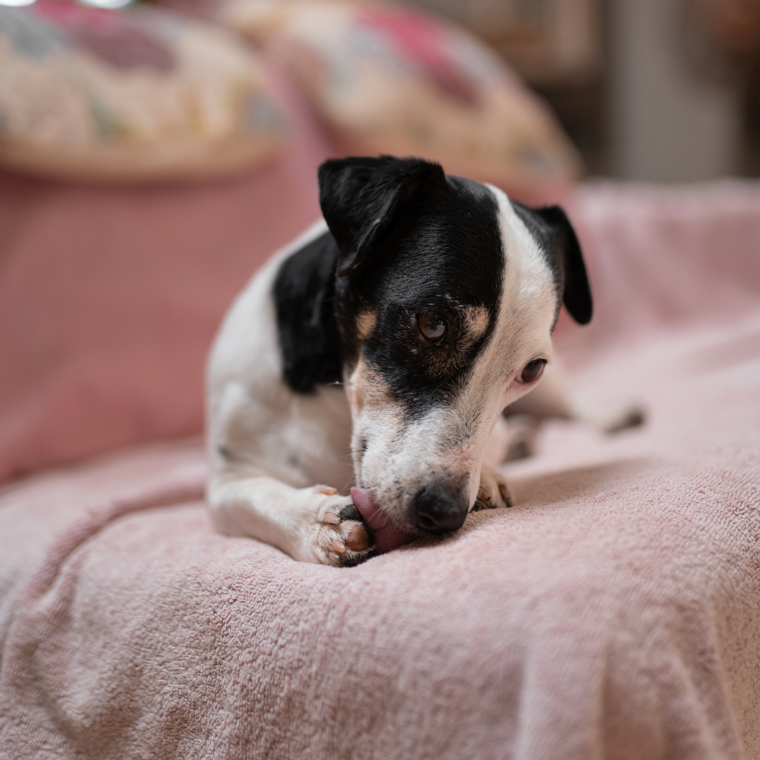 Warum leckt mein Hund ständig seine Pfoten? – Ursachen, Symptome & wann du handeln solltest