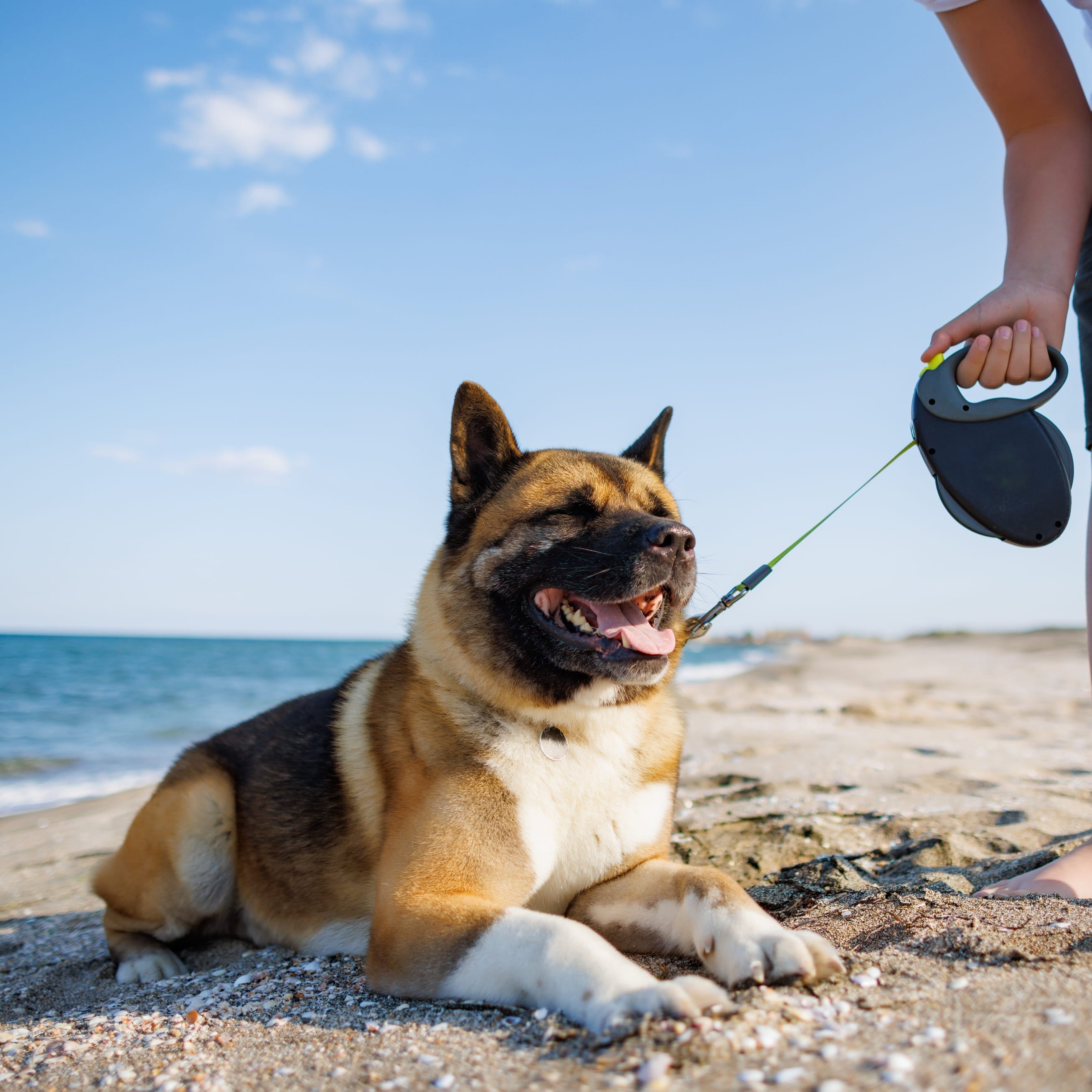Tierwohlbefinden im Sommer: Fit und vital durch die warme Jahreszeit