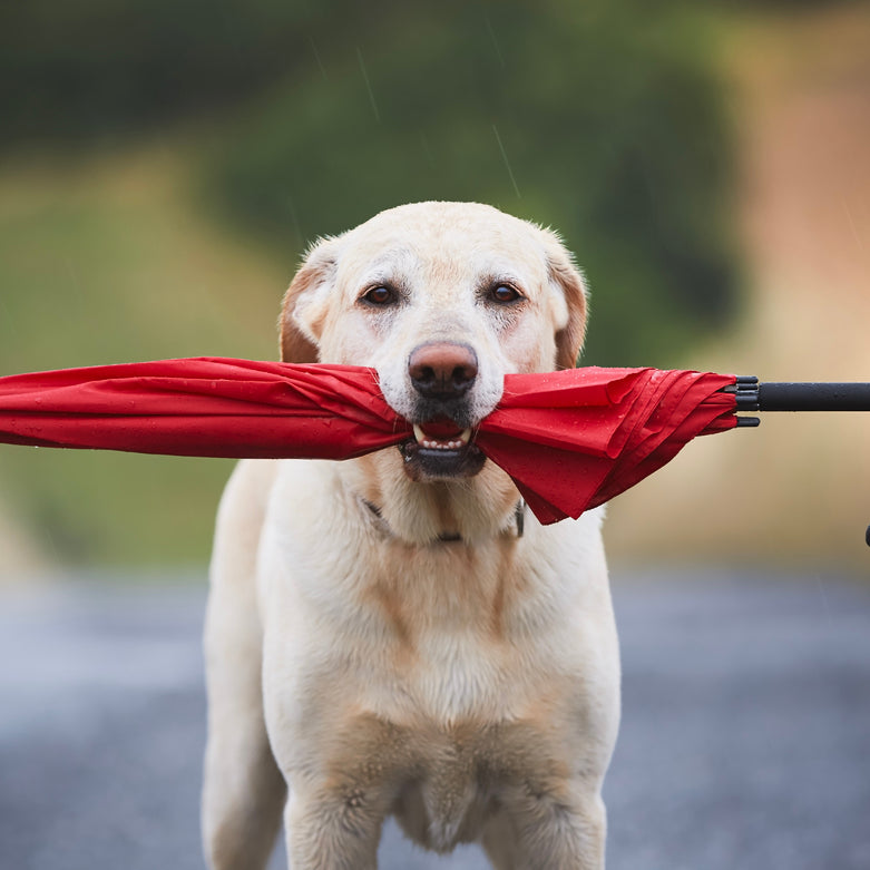 Wenn dein Hund bei Gewitter Angst hat: Unterstützung durch Relax Tabs