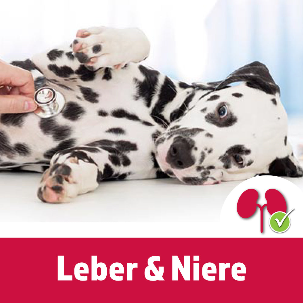 Herz, Leber & Niere