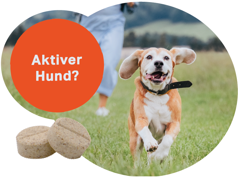 Compresse Medidog Gelenk Aktiv 120 g