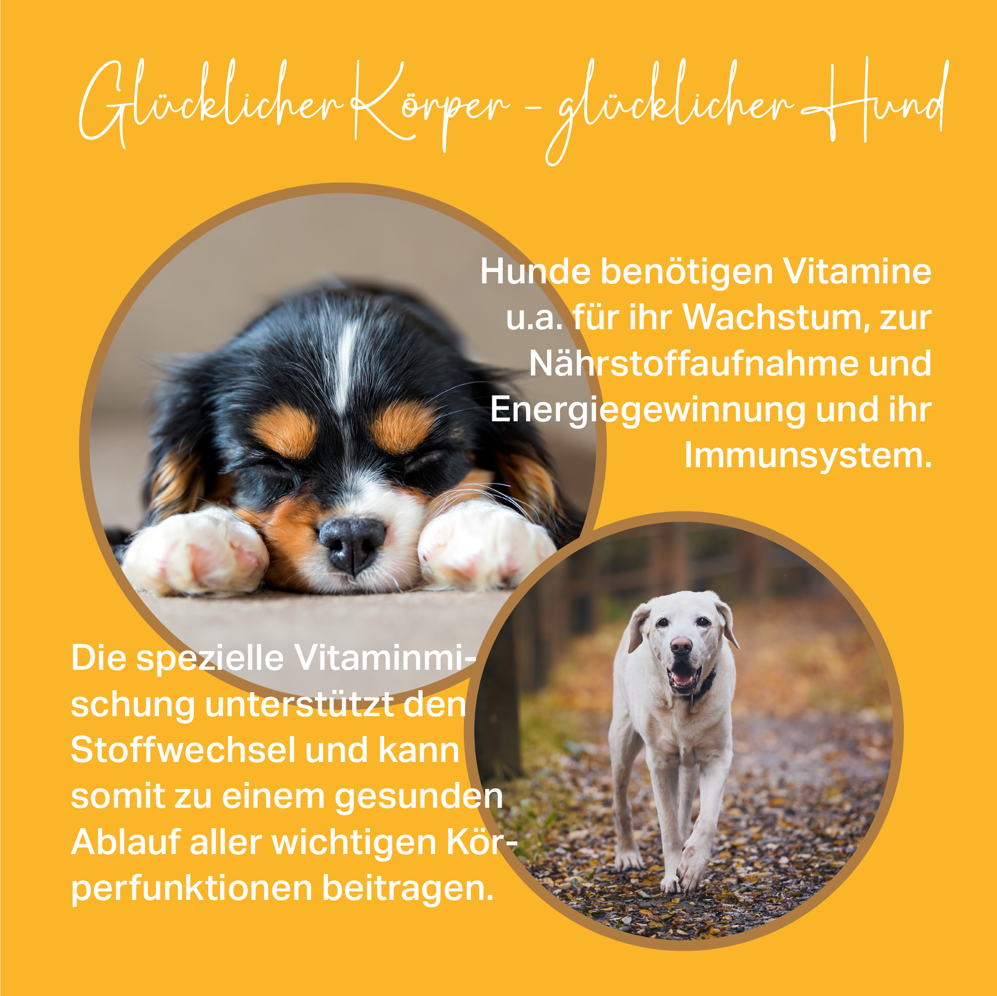 Compresse Medidog Multivitamin 120 g