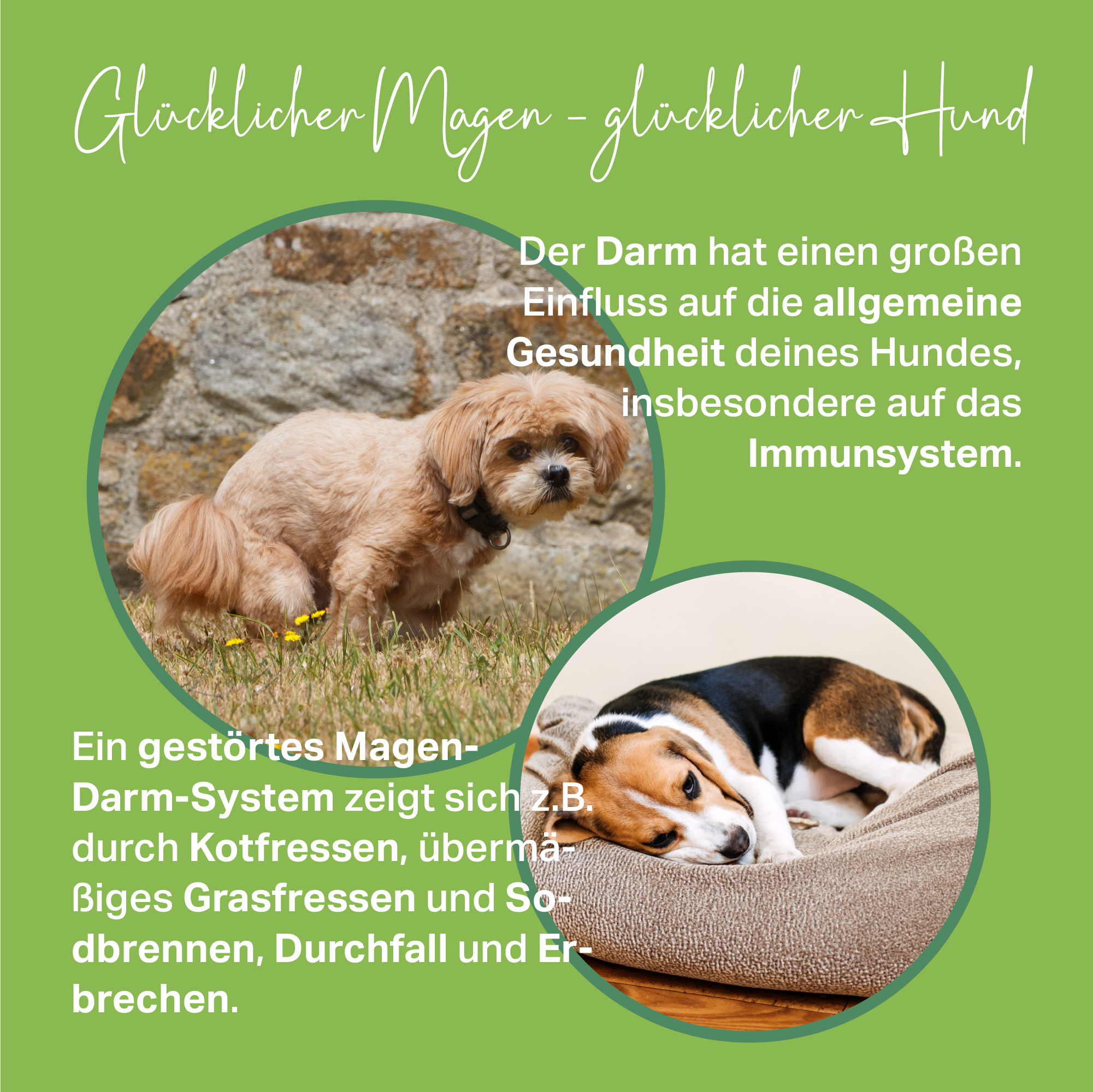 Medidog Gocce Attive per intestino 400 g