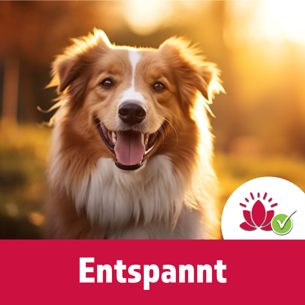TJURE - Compresse Relax 250 g  | Rilassamento Naturale per il tuo Cane